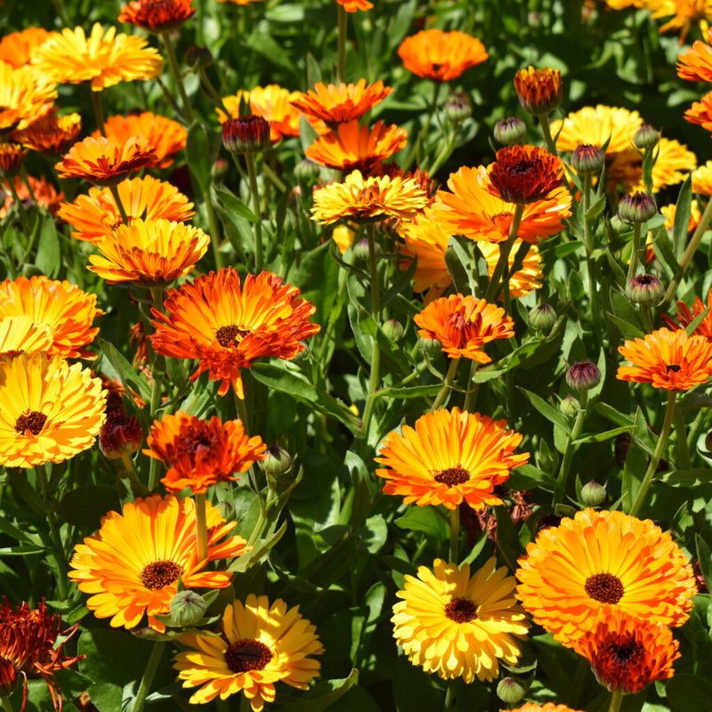 Caléndula: La Flor Mágica para el Cuidado de la Piel